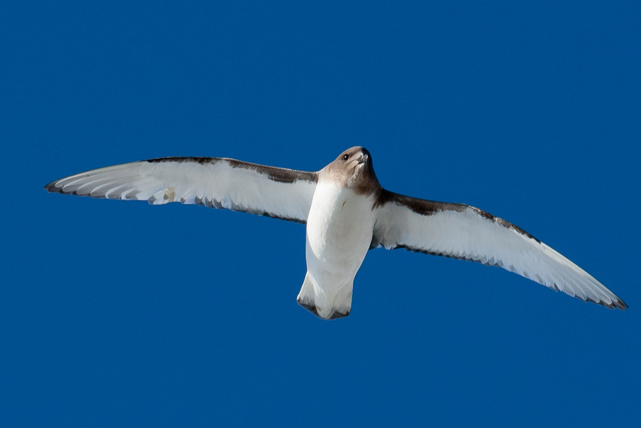 image Antarctic Petrel